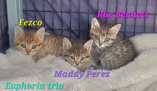 Three kittens lying on a blanket with text labels: Fezco, Rue Bennett, Maddy Perez, and Euphoria trio.