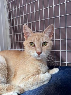 Espurr, adult, available for adoption
