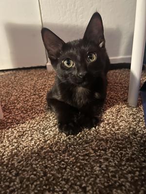 Schmidt, young, available for adoption