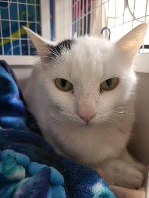 Curious, adult, available for adoption