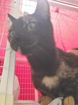 Andromeda, adult, available for adoption