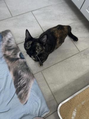 A black and brown cat lying on a tiled floor, looking up at the camera.