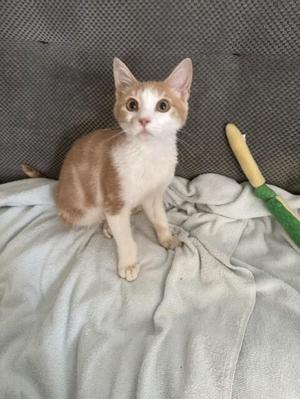 A small orange and white kitten sitting on a gray blanket with a green and yellow toy nearby.