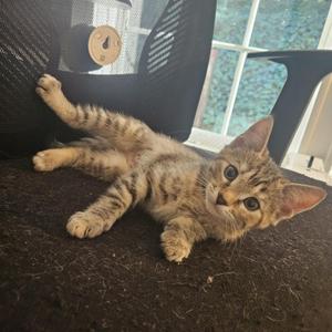 Honey, young, available for adoption