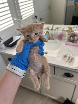 Apollo, kitten, available for adoption