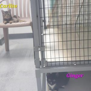 A cat named Carlito is sitting on a chair, while another cat named Ginger is behind a cage.
