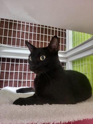 Frannie, adult, available for adoption
