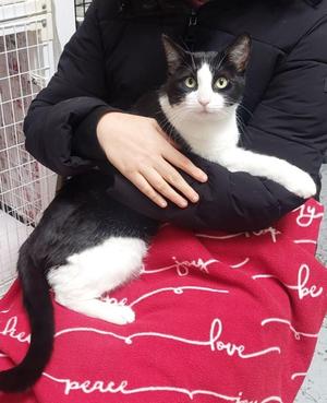 Sheila, adult, available for adoption