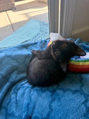 Coley, young, available for adoption