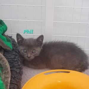 Gandalf, young, available for adoption