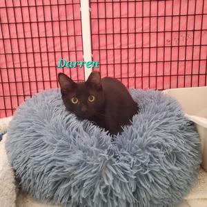 Darren, young, available for adoption