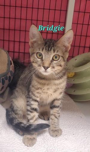 A tabby cat named Bridgie sitting on a white blanket with a pink cage in the background.