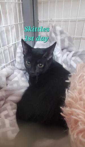 Skittles Baby Boy, young, available for adoption