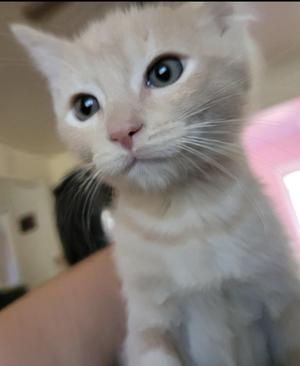 A close-up of a light-colored kitten with large blue eyes, being held by a person. The background is slightly blurred, showing a room with a pink object.