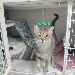 A gray tabby cat named Bobbie sitting inside a white pet carrier with a colorful blanket and a pink towel. The cat has yellow eyes and is looking directly at the camera.
