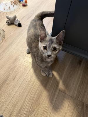 Barbara, young, available for adoption
