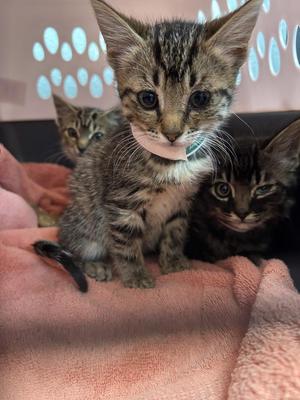 Daisy, young, available for adoption