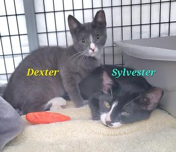 Dexter, young, available for adoption