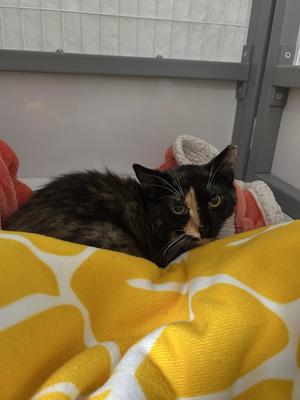 Cassie, young, available for adoption