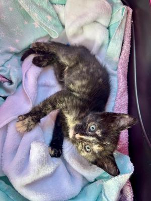 Carmy, young, available for adoption