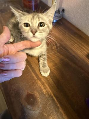 Cedar, young, available for adoption