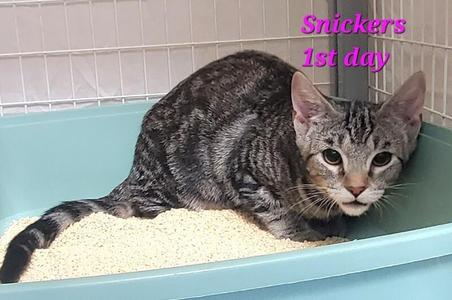 Snickers Baby Girl, young, available for adoption