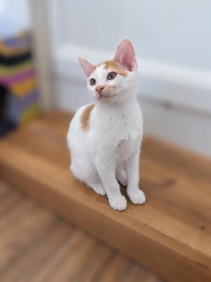 Doc, young, available for adoption
