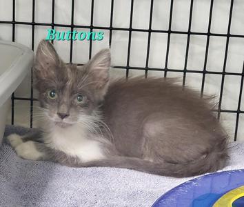 A gray and white kitten named Buttons is lying on a blue blanket inside a wire cage.