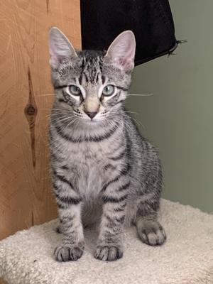 A gray tabby kitten sitting on a carpeted platform.