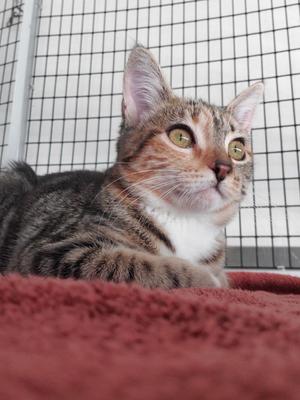 Molly (Nellie), adult, available for adoption