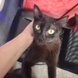 Hazel, adult, available for adoption
