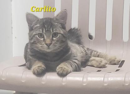 A tabby cat named Carlito sitting on a plastic chair