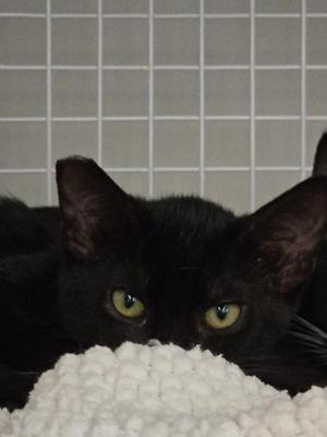 Polly, young, available for adoption