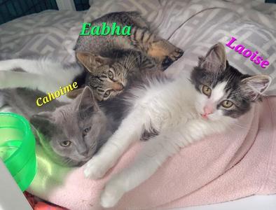 Three cats lying on a blanket, labeled Eabha, Laoise, and Cahoine