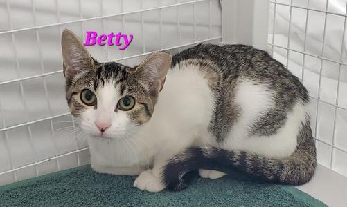 A tabby and white cat named Betty sitting on a green mat in a cage.