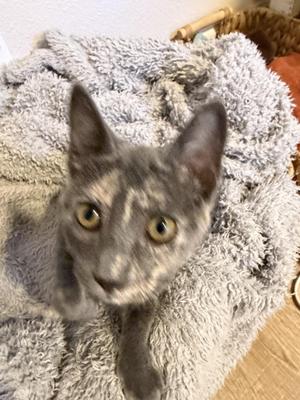 Jewel, young, available for adoption