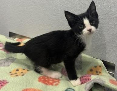 Brayden, kitten, available for adoption