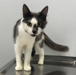 A black and white cat standing on a surface