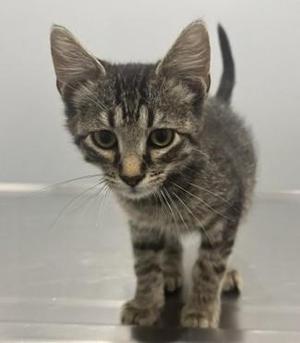 A tabby kitten standing on a reflective surface
