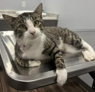 Madden, young, available for adoption