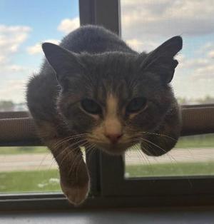 Clover, kitten, available for adoption