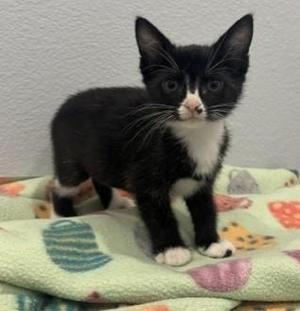 Brielle, kitten, available for adoption