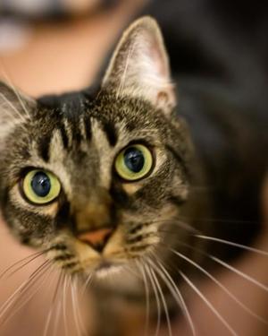 Juliette, senior, available for adoption