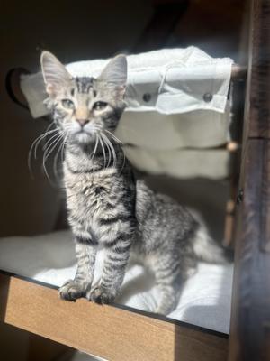 Donkey, kitten, available for adoption