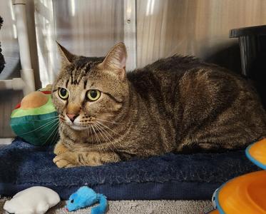 Bao, adult, available for adoption