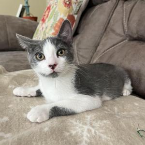 A gray and white kitten lying on a couch