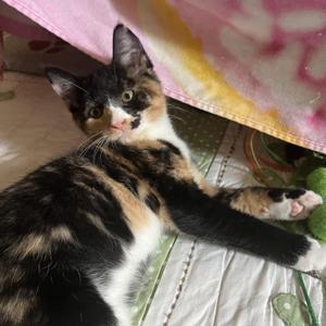 Suzie Q, kitten, available for adoption