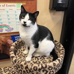 Harvey, adult, available for adoption