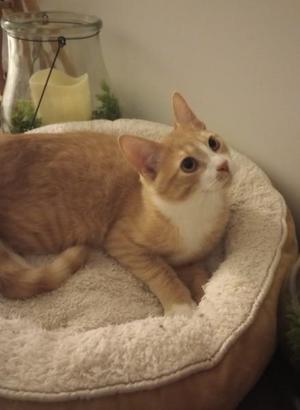 An orange and white cat lying in a cozy, round cat bed.