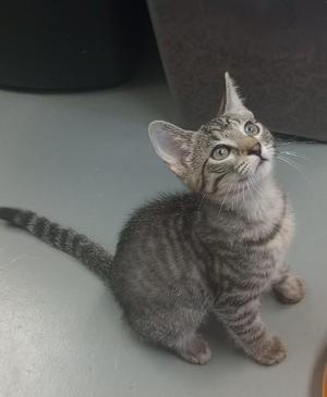 A gray tabby kitten sitting on a gray surface, looking up with wide eyes.